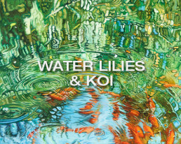 water_lilies_koi