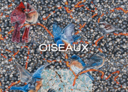 Oiseaux Galerie